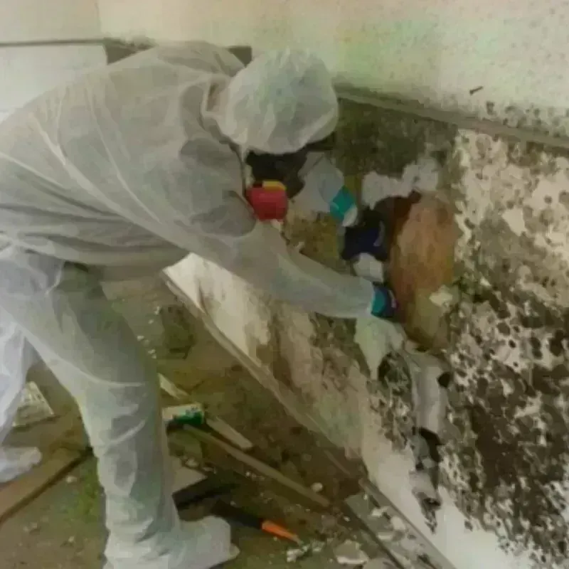 Mold Remediation and Removal in Farmville, VA